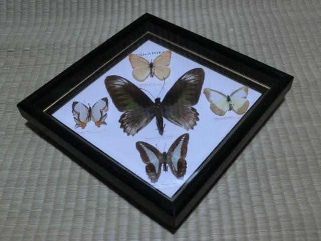 中古品　蝶標本　シンガポール　5種
