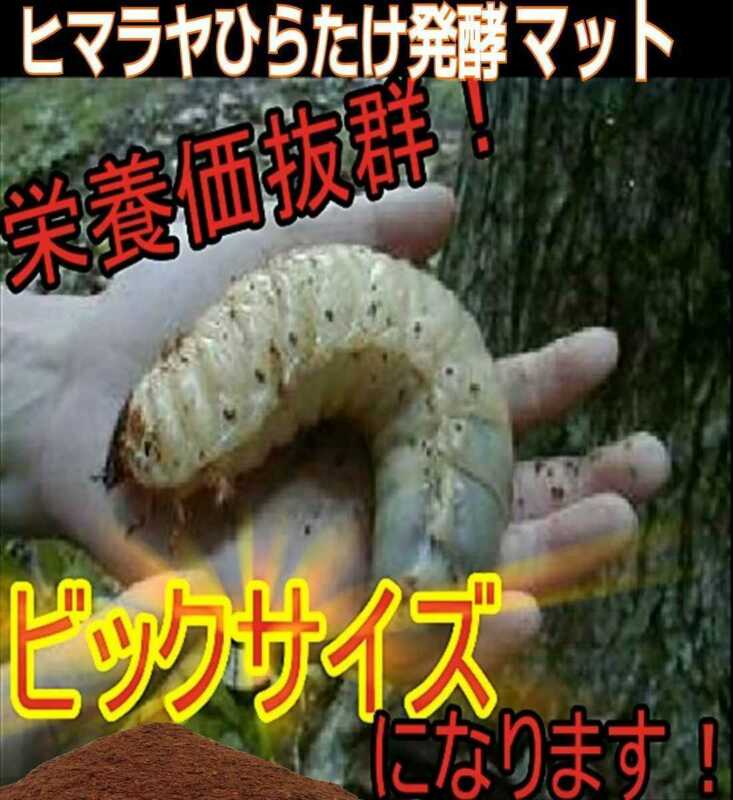 【改良版】雑虫、コバエが湧かなく使いやすい！ヒマラヤひらたけ発酵カブトムシマット☆幼虫の餌・産卵に抜群！栄養添加剤入り！20リットル