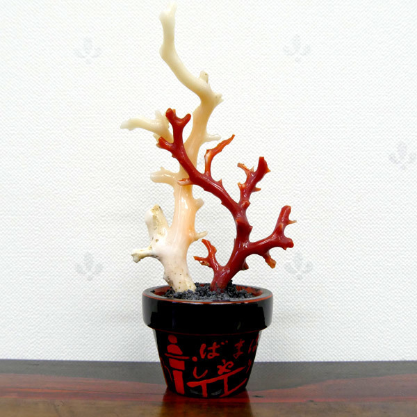 *I1584 お部屋の縁起物に最適な高知伝統工芸品 天然血赤＆白珊瑚 漆鉢 置物