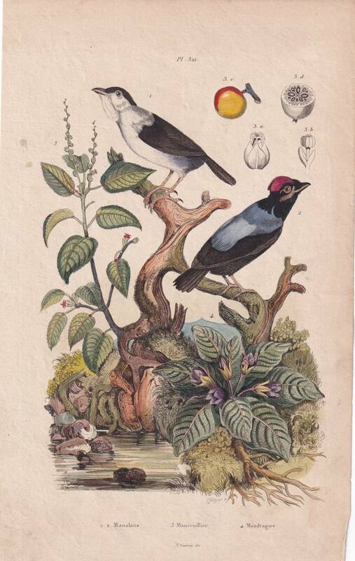 フランスアンティーク 博物画『鳥類・植物・果物　93』 多色刷り銅板画