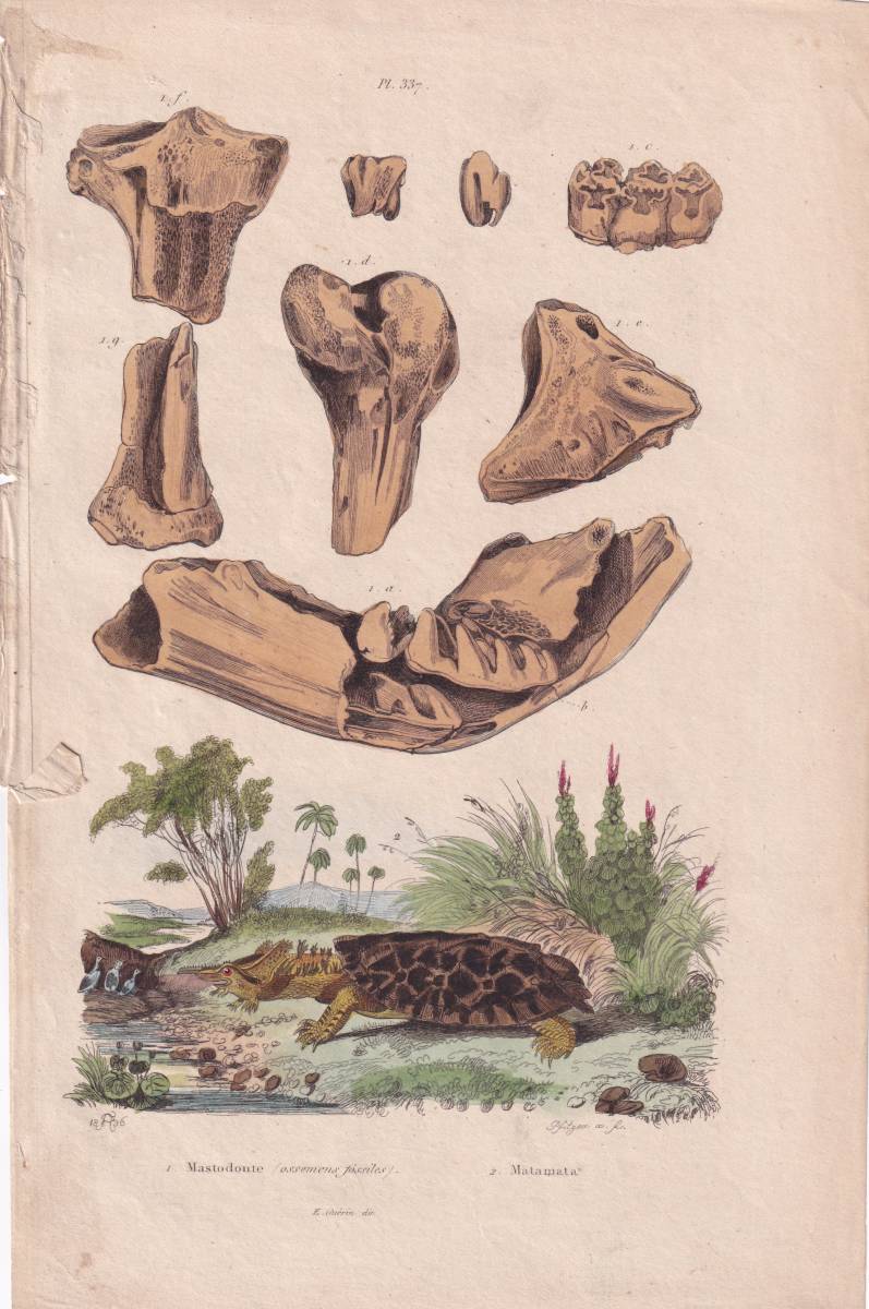 フランスアンティーク 博物画『爬虫類・骨格標本・植物　101』 多色刷り銅板画