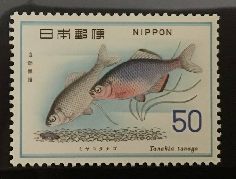 ♪未:記0666:自然保護ser. ミヤコタナゴ 発行日(1976年8月26日)が誕生日の方へのプレゼントにどうぞ!*50