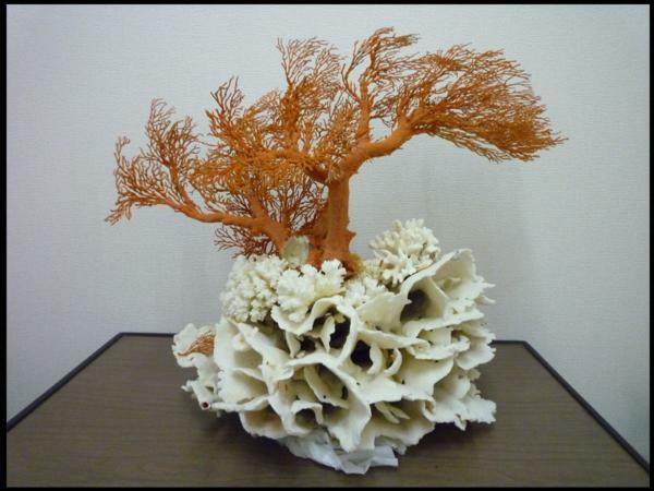 決算セール値引き 【希少】　特大　紅白サンゴ　本珊瑚　枝珊瑚　観賞置物　