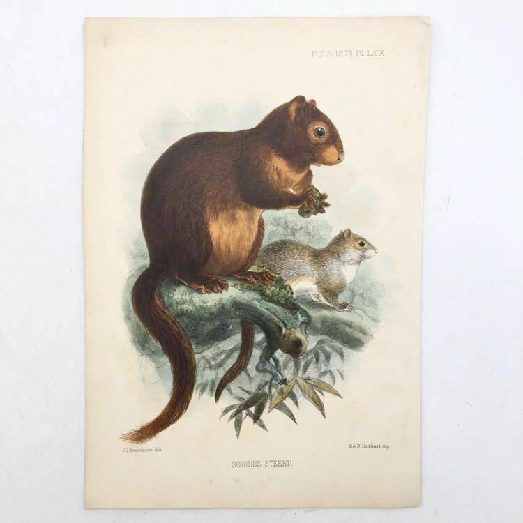 【多色刷石版画】 SCIURUS STEERII　リス　M&N. Hanhart 作　1876　博物画　動物　哺乳類　イギリス　