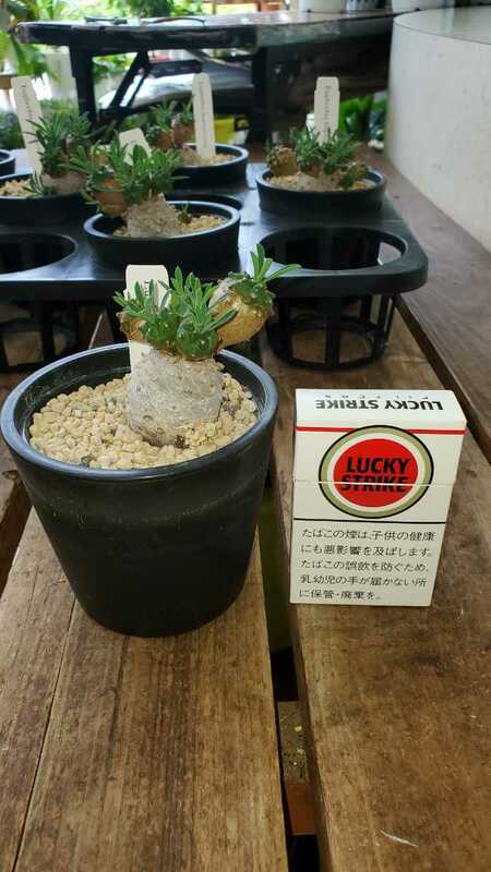 おもしろ植物！ユーフォルビア峨眉山2.5号鉢。オークションはランダムに1鉢です。複数希望時は質問からどうぞ！