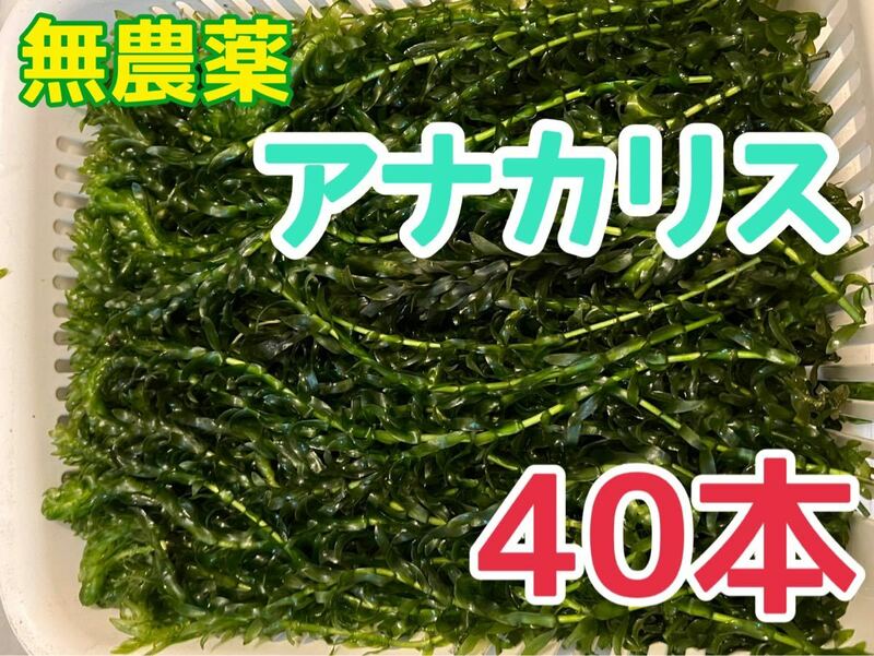 即決価格！送料無料無農薬 アナカリス 40本 20cm前後 エビ ザリガニ メダカ 金魚 餌 金魚草 金魚藻