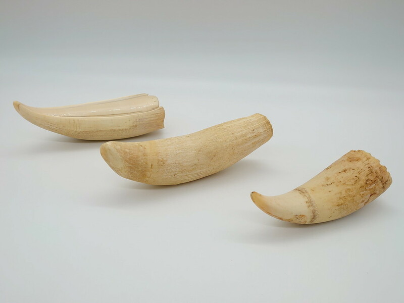 R-062240　歯牙　クジラの歯3本セット(大・中・小)(素材、印材、彫刻材料、根付)(R-062240)