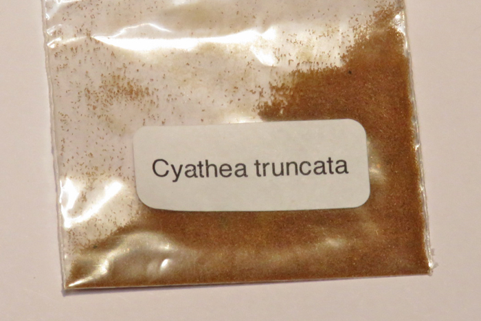 Cyathea truncata　木生シダ　胞子約100粒　（R19）