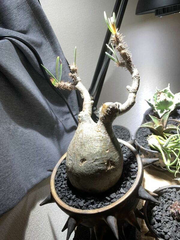 パキポディウムグラキリス グラキリス　マダガスカル産　コーデックス　塊根植物 発根済み