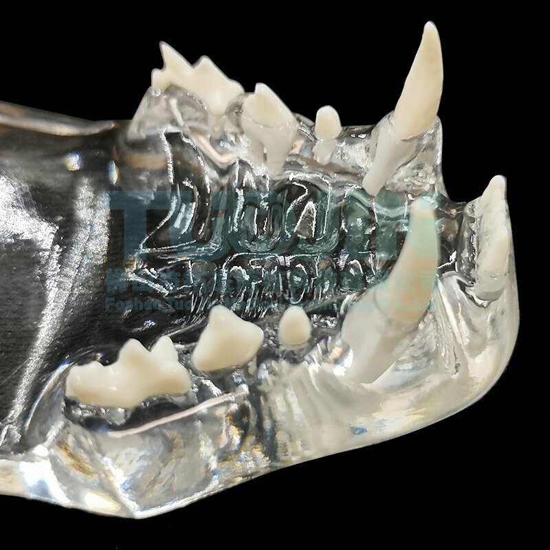 PYD962★猫 歯 模型 樹脂 透明 クリ 歯並びモデスタル 犬ル ■ 歯モデル歯モデル 歯科 動物 樹脂 歯の教育 病院