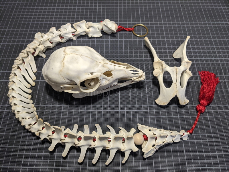 鹿 骨格標本 頭 背骨一式 20220713メス シカ 脊椎 インテリア 角 ツノ つの キーホルダー スカル トロフィー