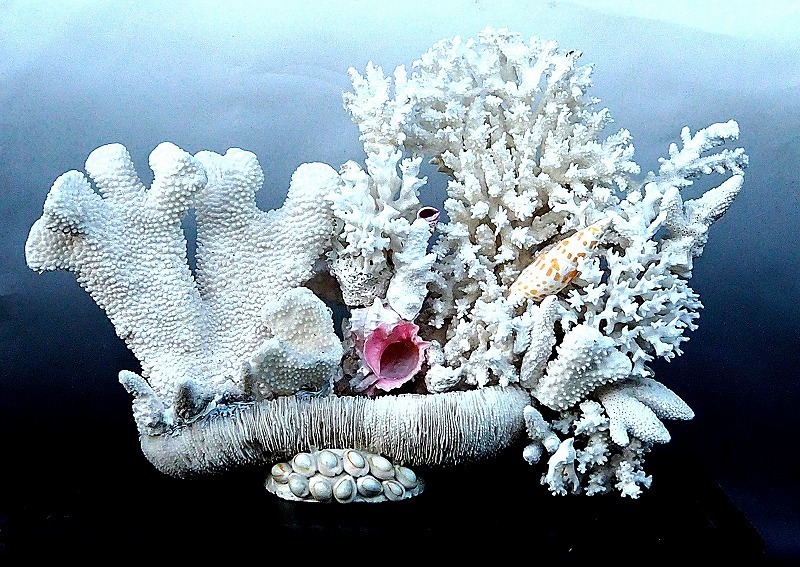 サンゴの置物　飾り　盆栽　原木組み合わせ　天然サンゴ　アクア　水槽飾り　