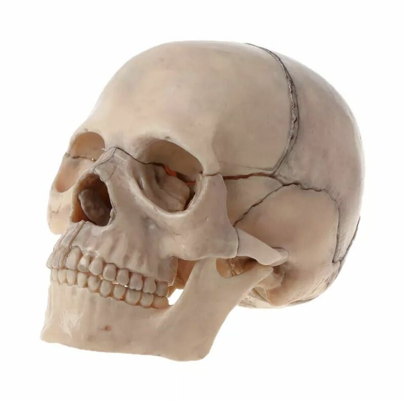 頭蓋骨分解パズル 人体模型 医療教育ツール 医療 知育玩具 おもちゃ 玩具 知育 医療 頭蓋骨 骨 パズル 680