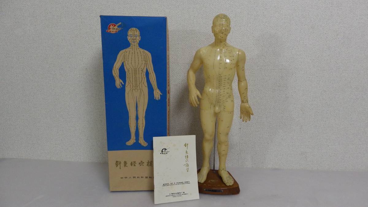 【人体模型】　鍼灸・ツボ　針灸経穴模型