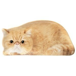 リアルキャット豆皿♪　Oh my cats!　エキゾチック　かわいい猫の小皿　エキゾチックショートヘア