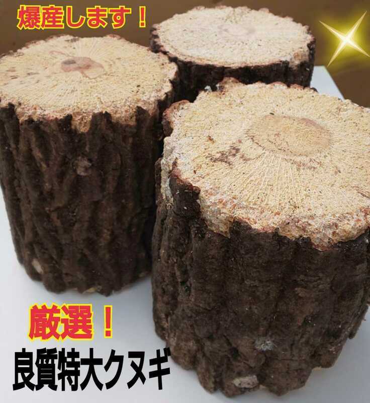 限定販売☆クヌギ産卵木3本【大サイズ】13㎝カット☆長径8～14センチ☆硬めを好むオオクワガタの産卵に適してます！太さはご希望承ります