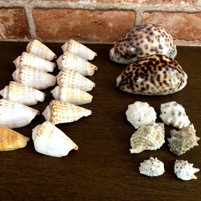 貝殻・巻貝（全27個セット）ホシダカラ貝・マキ貝 コレクション