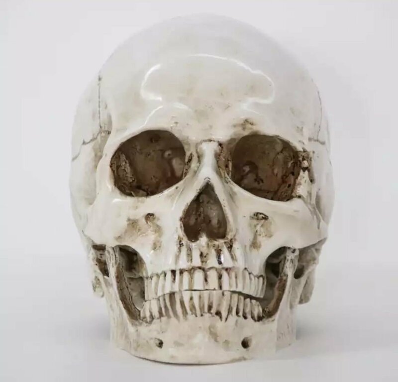 LHH1273★医療モデル 1:1 人間 頭部モデル 頭蓋骨 解剖学 レプリカ 樹脂 インテリア 装飾 アンティーク 雑貨 ハロウィン スカル 髑髏 骸骨