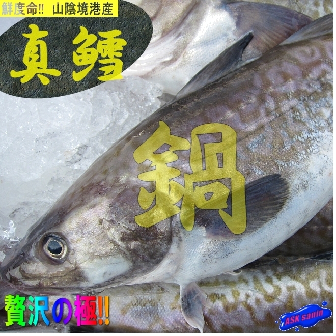 ★雄雌不定★「活生、真鱈 3-4kg」『魚王国』境港産