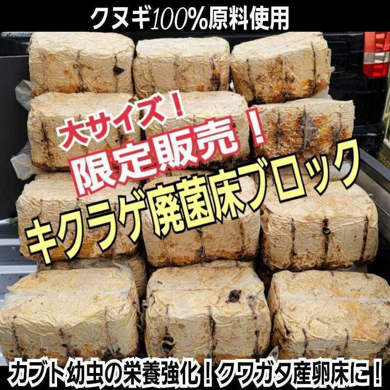 カブトムシ幼虫の栄養強化に！キクラゲ菌床特大ブロック【4個】マットに埋め込むだけでモリモリ食べる　クワガタの産卵床にも　クヌギ100％