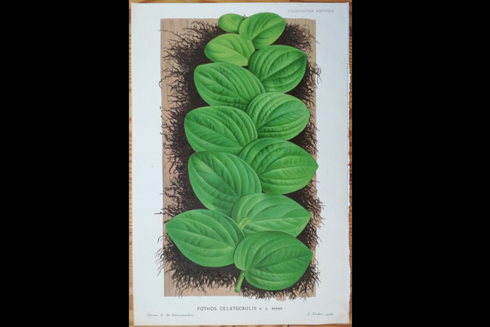 1883年　ボタニカルアート　LINDEN Illustration horticole Colored Print Pothos celatocaulis - 1883