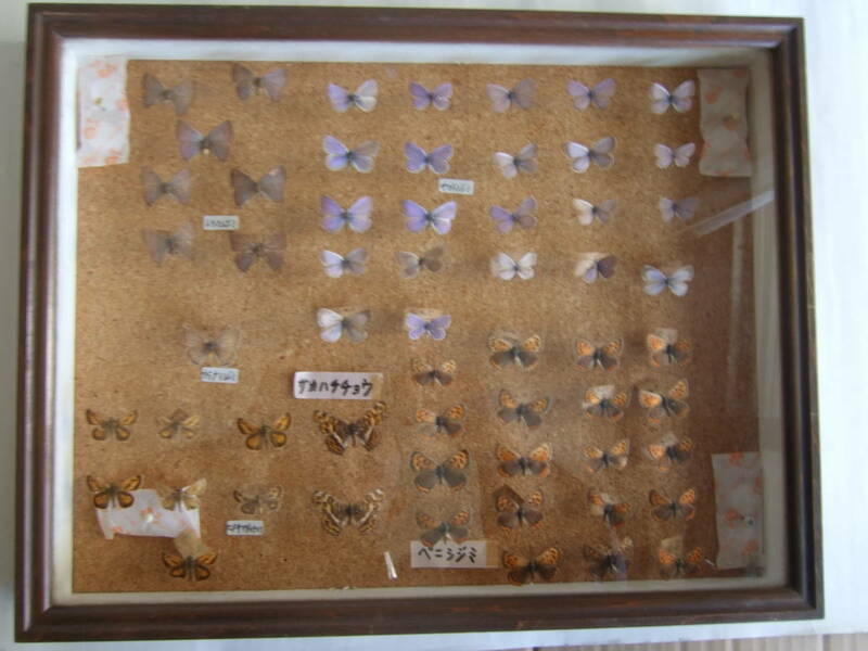 蝶標本（ドイツ箱）：蝶標本約57匹/ヤマトシジミ/トラフシジミ/ウラナミシジミ/ヒメキマダラセセリ/サカハチチョウ/ベニシジミ