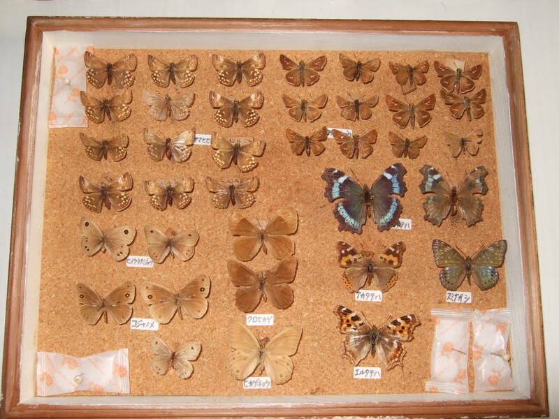 蝶標本/（ドイツ箱）：蝶標本約37匹/ミヤマせせり/コジャノメ/クロヒカゲ/ヒカゲチョウ/コチャバネセセリ：他