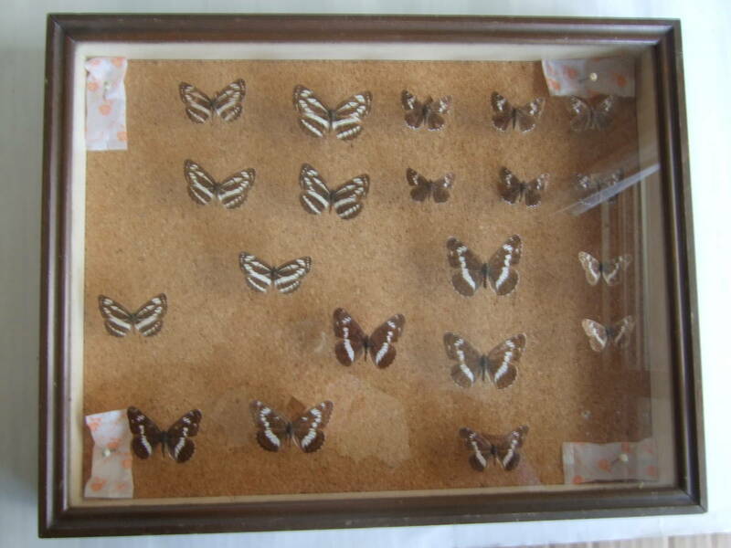 蝶標本（ドイツ箱）：蝶約20匹/ダイミョウセセリ6匹/サカハチョウ2匹/コミスジ6匹/イチモンジチョウ6匹