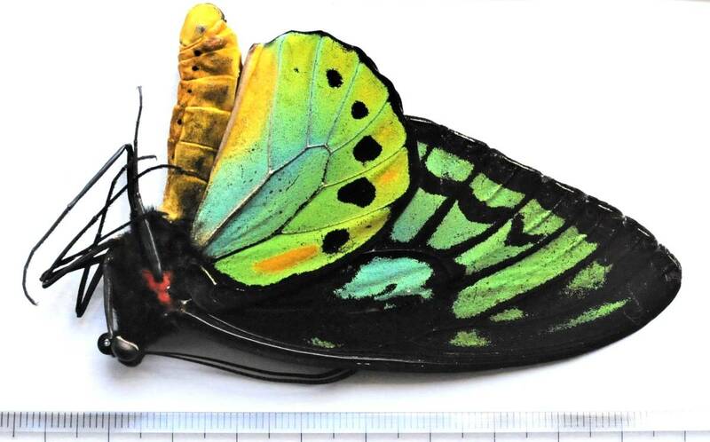 外国産蝶標本―野外採集のオビトリバネアゲハ(aesacus)は貴重稀少―翅脈太く幅の広い前翅長８０ミリを超える逞しい♂を出品いたしました。