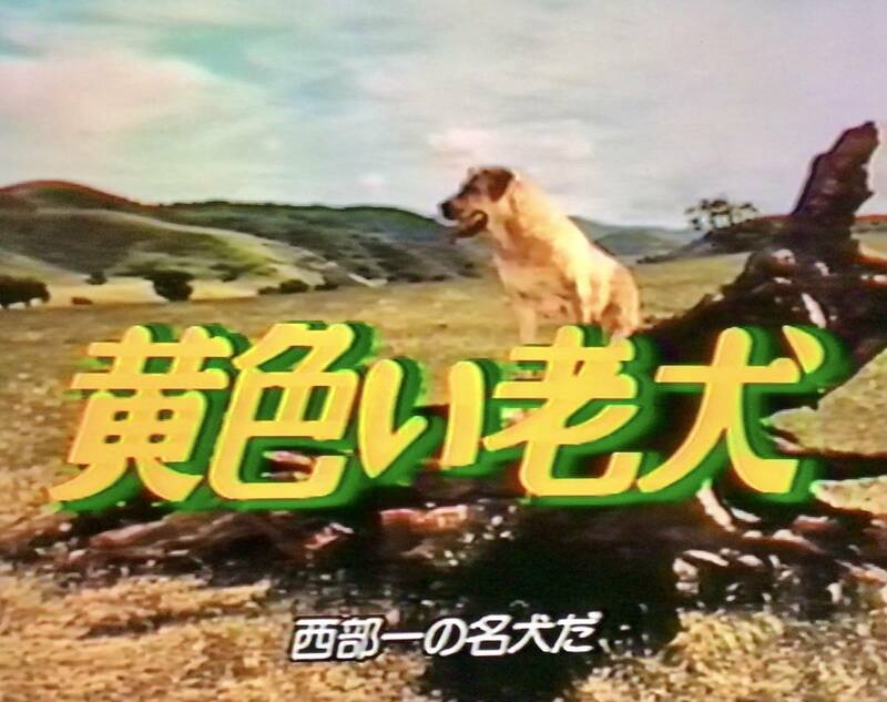 【レンタル落ち・VHSビデオソフト】黄色い老犬、総指揮／ウオルト・ディズニー、未DVD化、歴史的名作品、日本語字幕、1957年 アメリカ映画