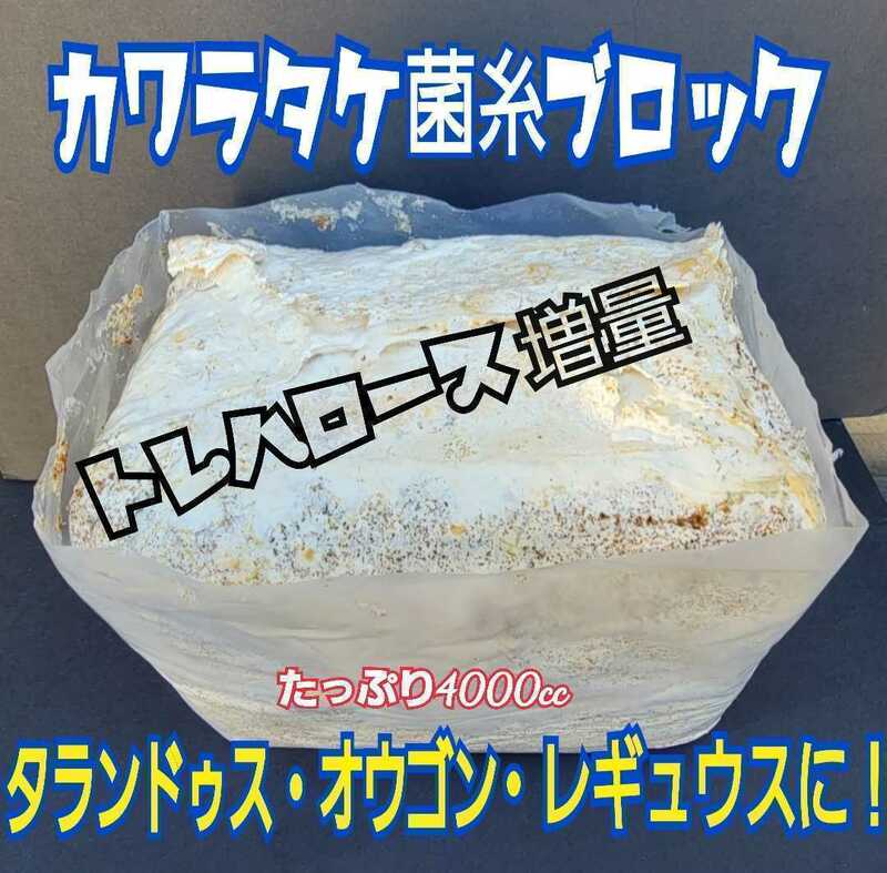 極上☆カワラ菌糸ブロック【３個】4000cc 1番菌(初菌)のみで作成　 タランドゥスやオウゴンオニクワガタ・レギウスの大型化、産卵に抜群！