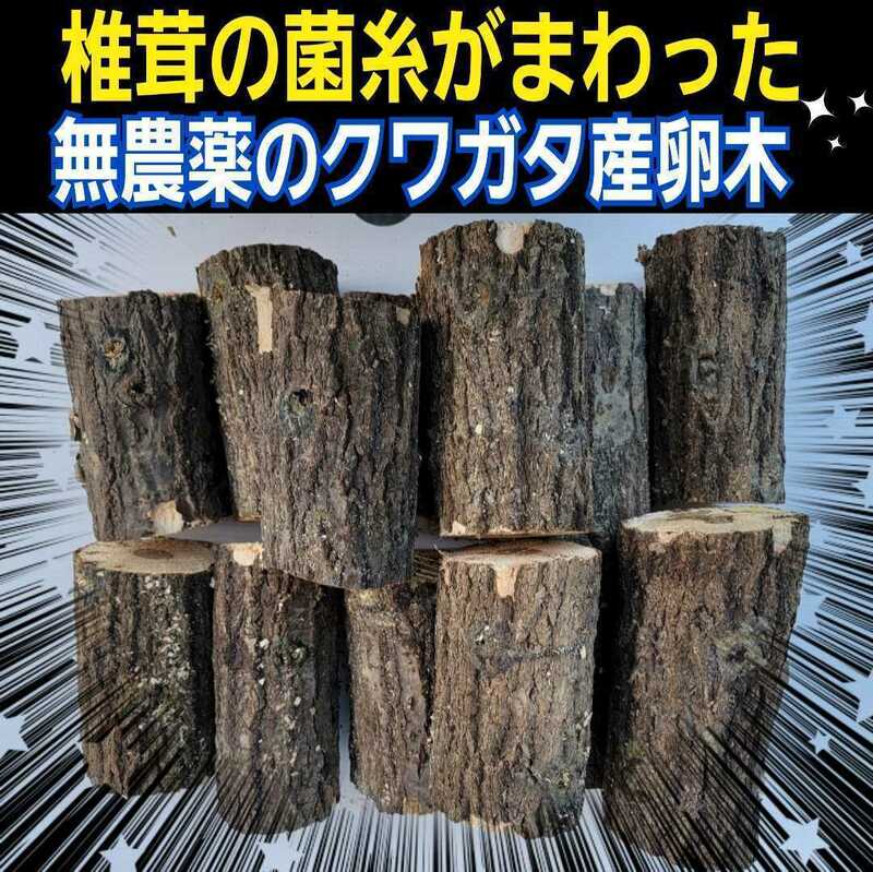 産卵木【2本】クヌギ・ナラ　細めでニジイロクワガタ、コクワなど小型種に最適！原木の相場高騰で入手困難！数量限定販売！直径7～10センチ