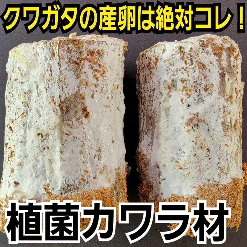 クワガタの産卵にはコレが最強！極上！植菌カワラ材【2本】タランドゥス・レギウス・オウゴンオニに抜群です！植菌されてるのでカビない！