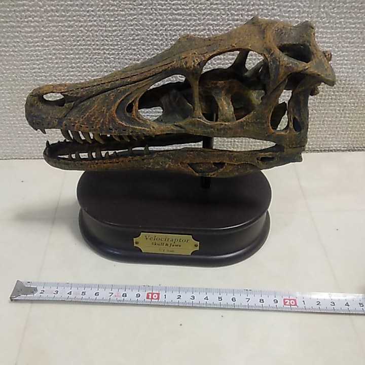 FAVORITE COLLECTION SKULL&JAWS Velociraptor ヴェロキラプトル 恐竜フィギュア 頭骨モデル スカル&ジョーズ フェバリット ジャンク扱い