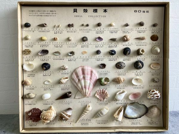 昭和レトロ　[貝殻標本] 60種類 SHELL COLLECTION 日本領内 カノコガイ/めだからがい/エドギンチャク/はまぐり等 箱入り保管品　