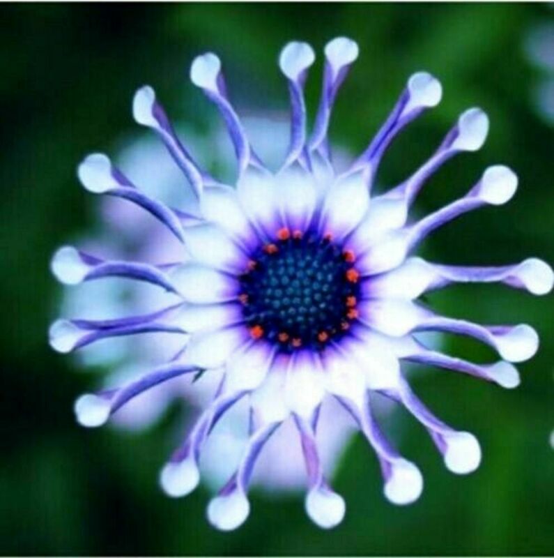 青紫のスパイダー　　至宝の菊花　20個の種子　　＆　　ユーフォルビア肥満植物　 30個の種子