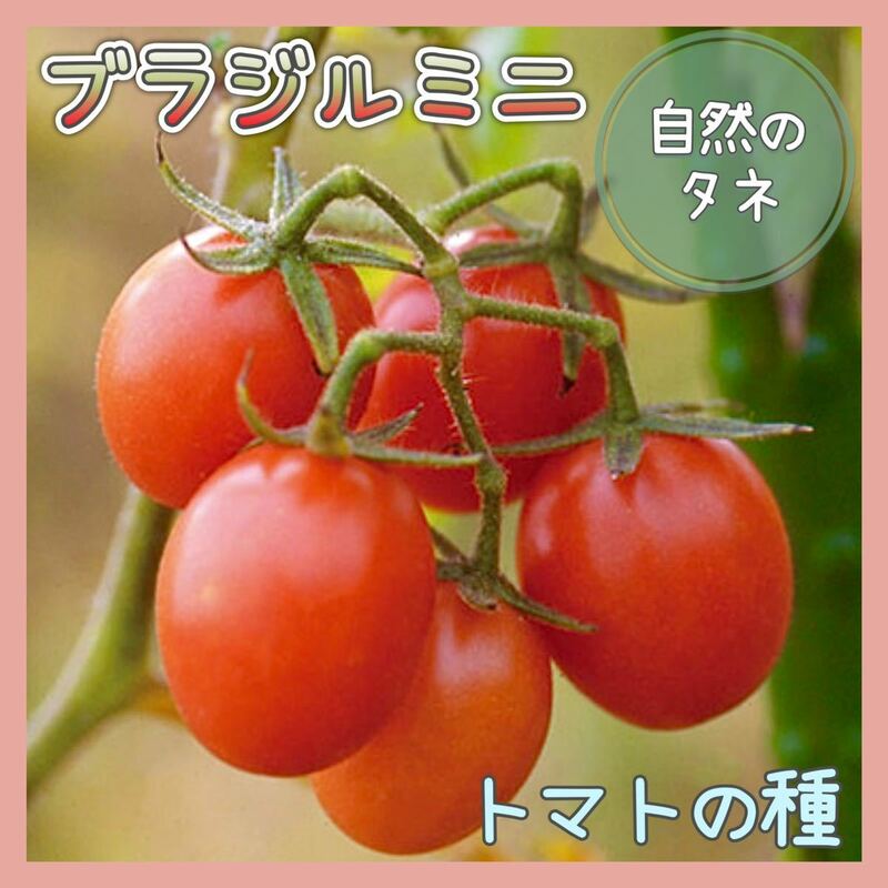 【国内育成・採取】 ブラジルミニ アブラナ科ミックス 家庭菜園 種 タネ トマト