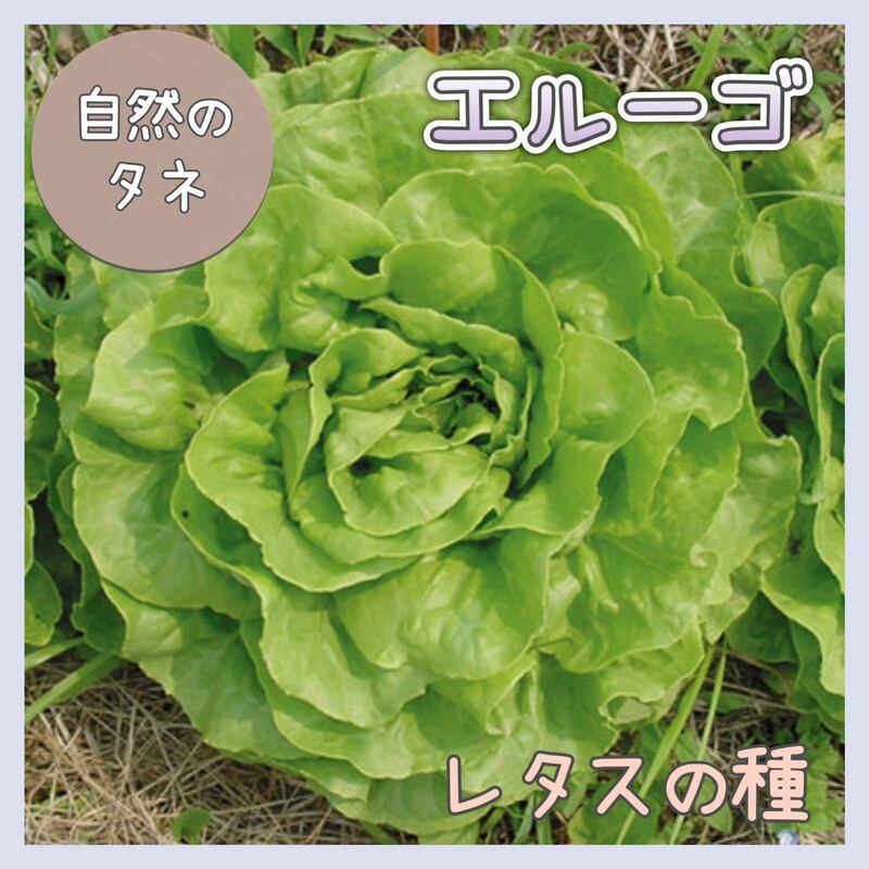 【国内育成・採取】 エルーゴ 家庭菜園 種 タネ レタス 野菜
