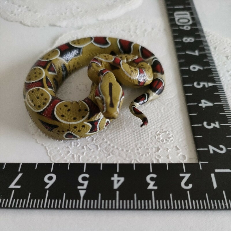 3r0321 ミニチュア カロラータ 爬虫類 ボアコンストリクター ヘビ 蛇