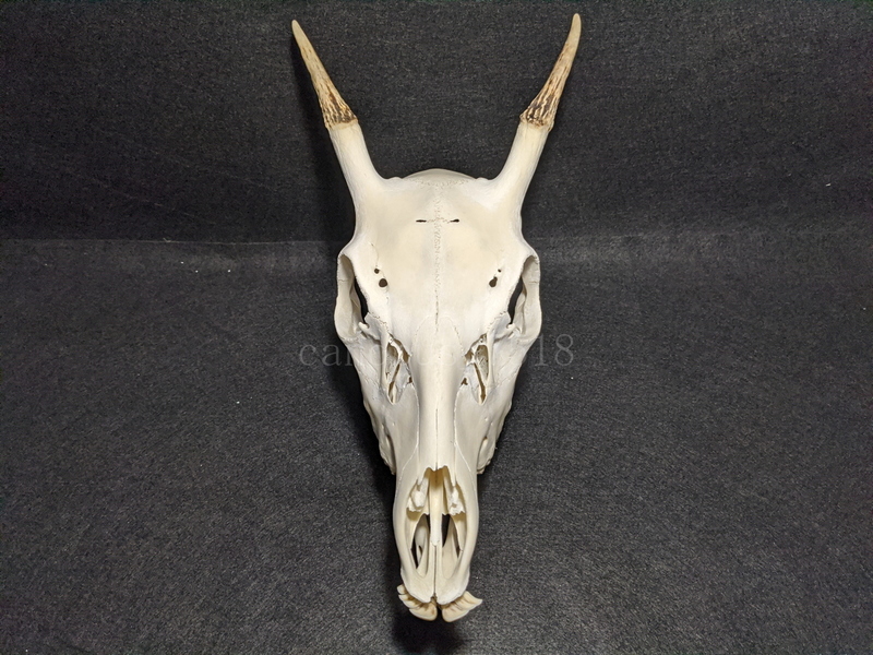 雄鹿の頭骨 20230306 オス シカ インテリア スカル トロフィー 骨格標本 頭蓋骨 頭骨標本 鹿の角 鹿角 角 ツノ 鹿 頭 骨