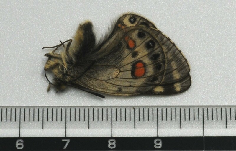 外国産蝶標本―１９６９年７月１２日カシミールで野外採集されたパルナシウスの珍貴種―ストリックカヌスウスバシロチョウ♂