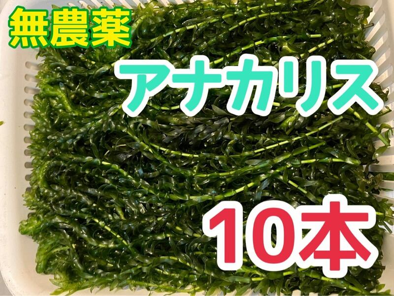 送料無料無農薬アナカリス10本 20cm前後 ザリガニ エビ 熱帯魚 メダカ 金魚 金魚藻 金魚草 水草 ビオトープ 池 餌 オオカナダモ