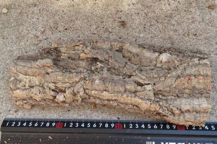 肉厚　コルク　板　（BD16)　ポルトガル産　　原木　バージンコルク　樹皮　