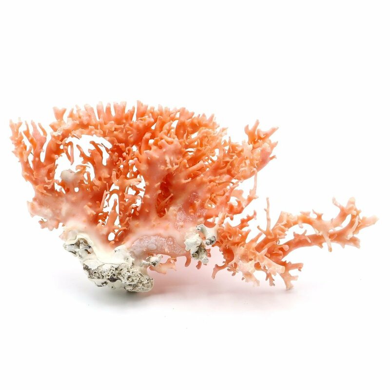 天然 枝珊瑚 置物 オブジェ 重量：130.3g☆04A85