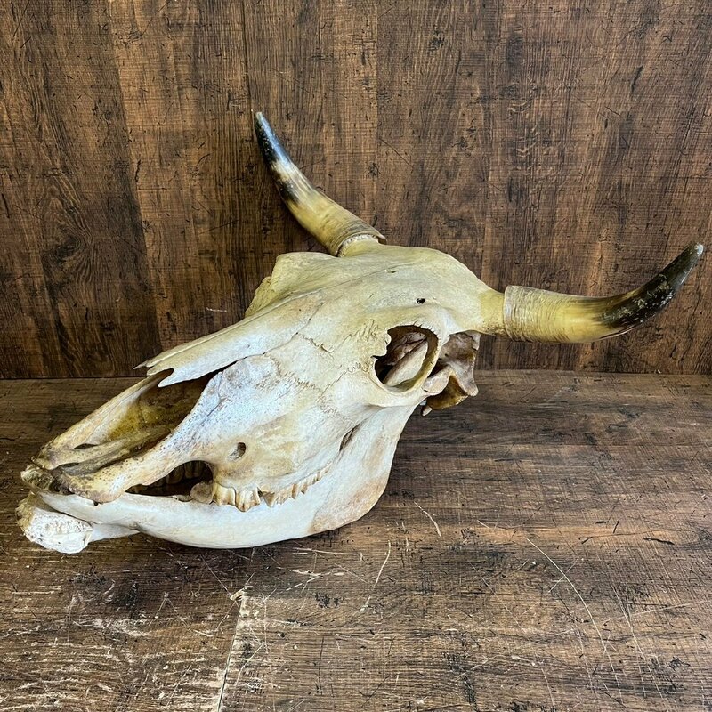 バッファロー 頭蓋骨 本物 スカル 骨 頭部 角 標本 剥製 オブジェ 重量約5kg 　/SR26