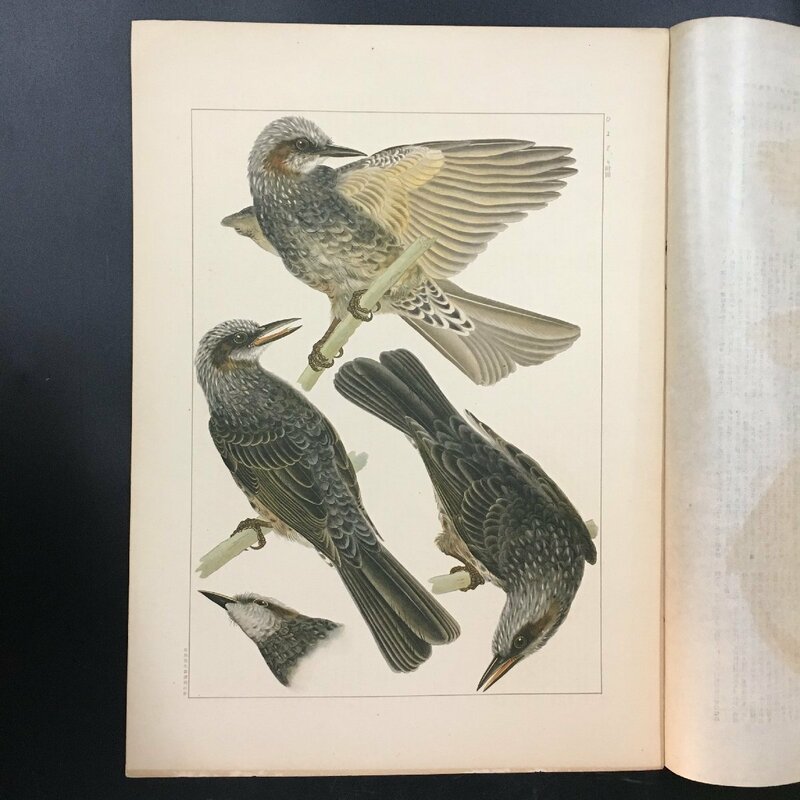 『ひよどり』鳥類写生図譜　昭和4年　440x320mm　博物画　ヒヨドリ