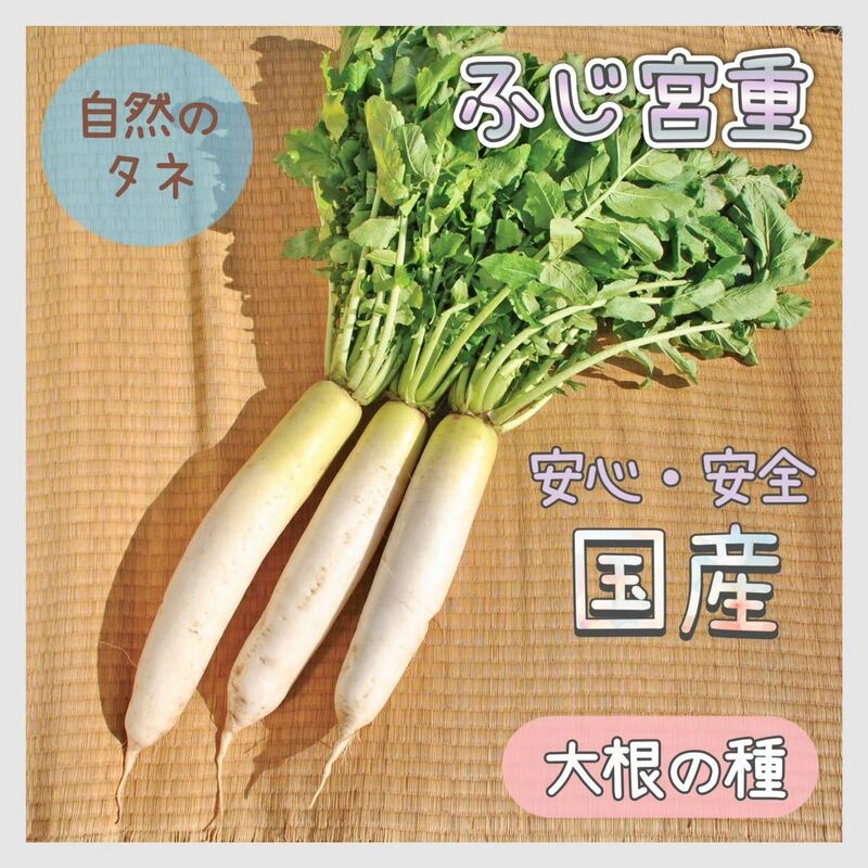 【国内育成・採取】 ふじ宮重 家庭菜園 種 タネ 大根 野菜