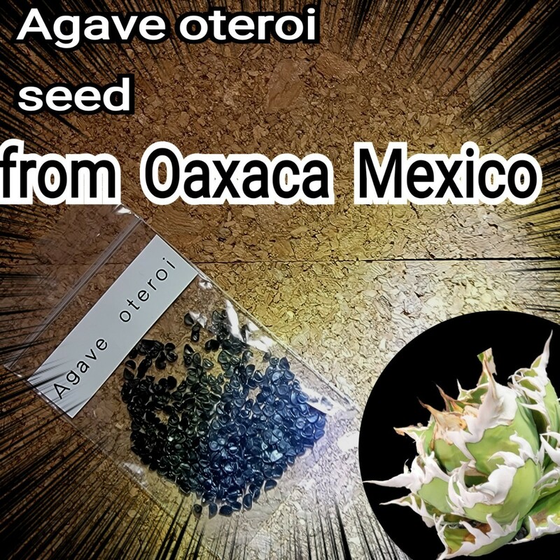 アガベ　オテロイ　種子【10粒】良血統厳選　オアハカ　メキシコ産　鮮度の良い種ですので発芽率も高い！是非、実生にチャレンジください