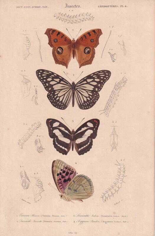 フランスアンティーク 博物画『蝶類2』 多色刷り石版画