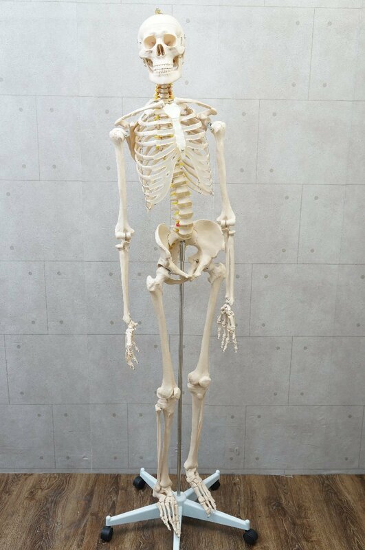 T913■人体骨格模型　スタンド付き■高さ約180cm■人体模型　骸骨　全身骨格模型